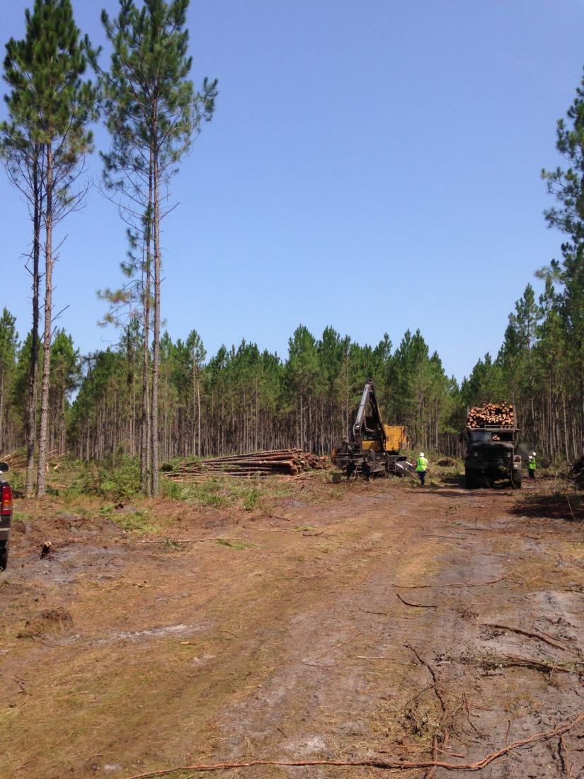 logging_site