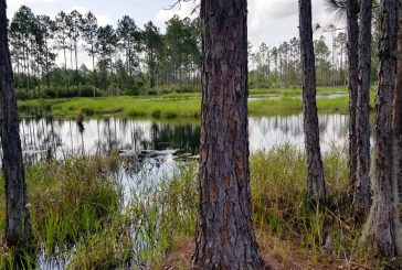 Alachua County to Purchase 4,000 Acre Preserve