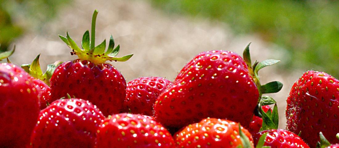 strawberries-plant-month